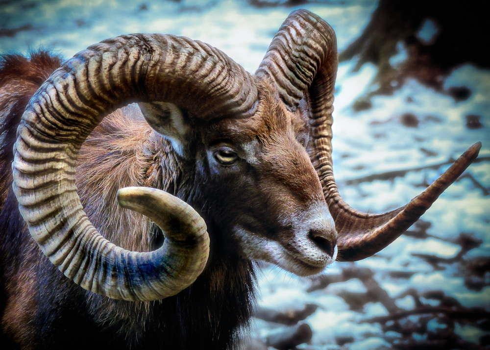 Mouflon