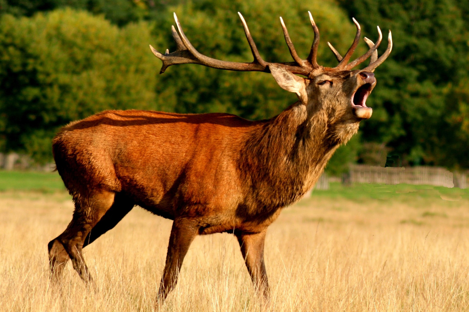 Cerf élaphe