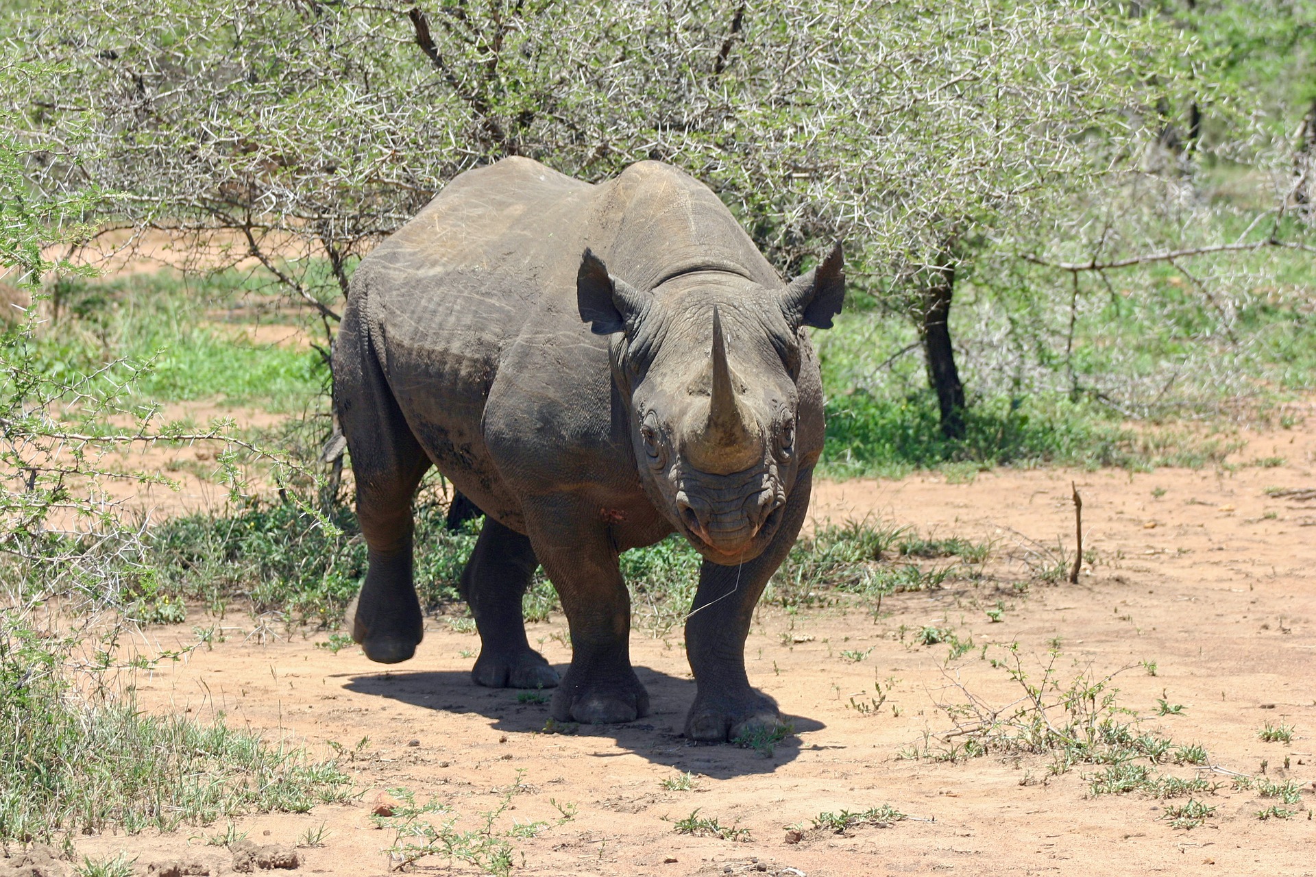 Rhinocéros