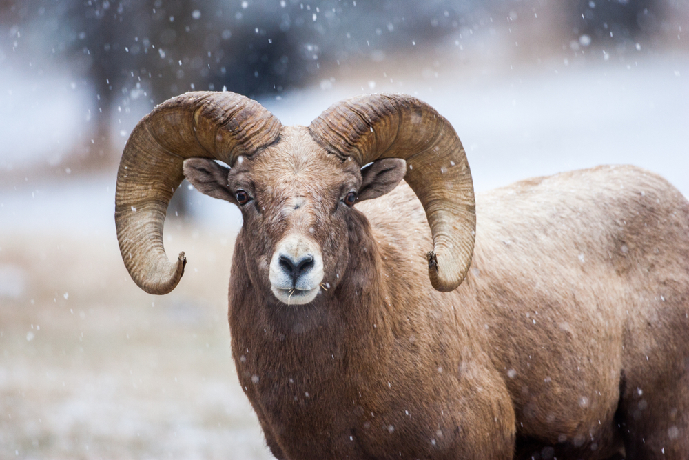 chasse moufflon corse