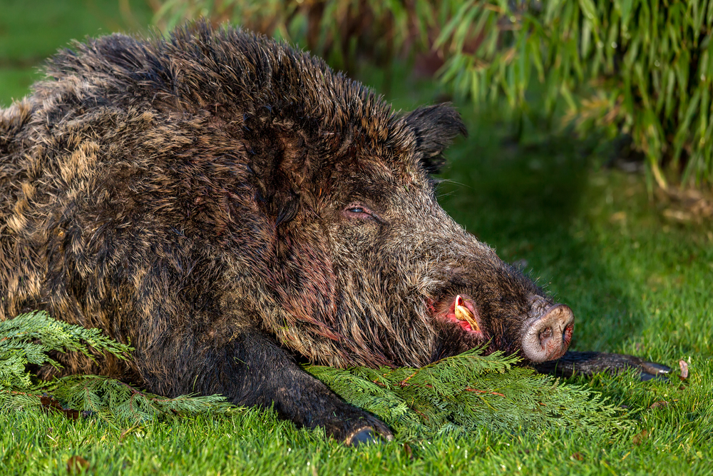 peste porcine africaine