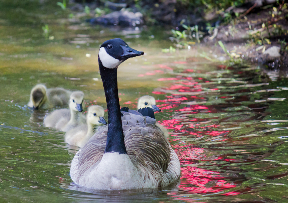 chasse au grand cibier